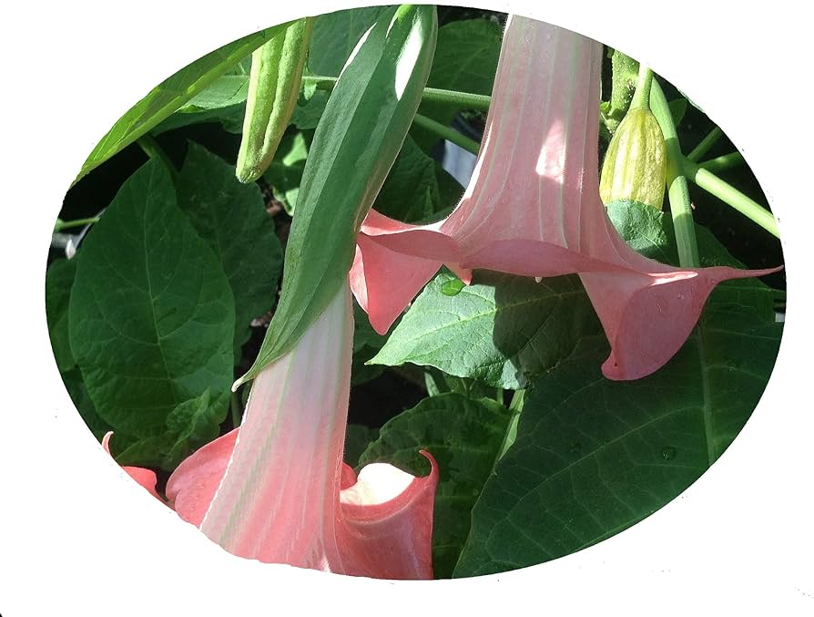 Amazon.com : Cherub - Dwarf Brugmansia Hybrid Angels Trumpet