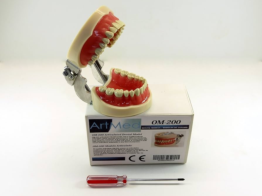 Amazon.com: Dental Anatomy Model Typodont Type Nissin Articulated