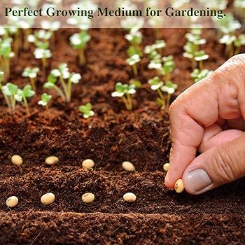 81MLtmH5S7L._AC_UF350,