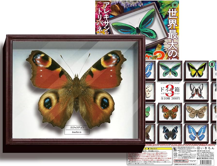 志賀昆虫大型ドイツ箱2箱セット 大型標本箱(ドイツ箱？)3個セット