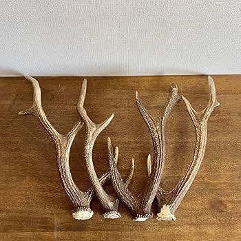 Amazon.co.jp: 大きめの鹿の角4本セット鹿角ディスプレイ飾りオブ
