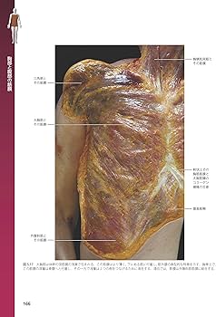 筋膜系の機能解剖アトラス | Carla Stecco, 竹井 仁 |本 | 通販 | Amazon