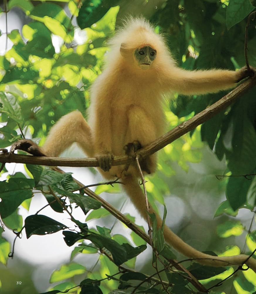 Amazon.com: A Visual Celebration of Borneo's Wildlife: [All