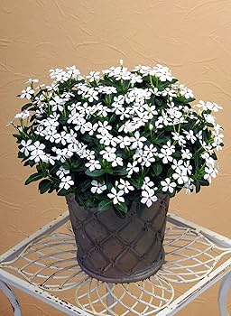 81TBS2jwG-L._AC_UF350,