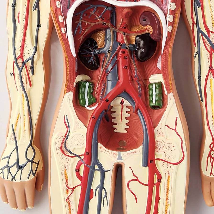 Amazon.co.jp: ヒト血液循環系モデル 心臓血管動静脈神経血管モデル