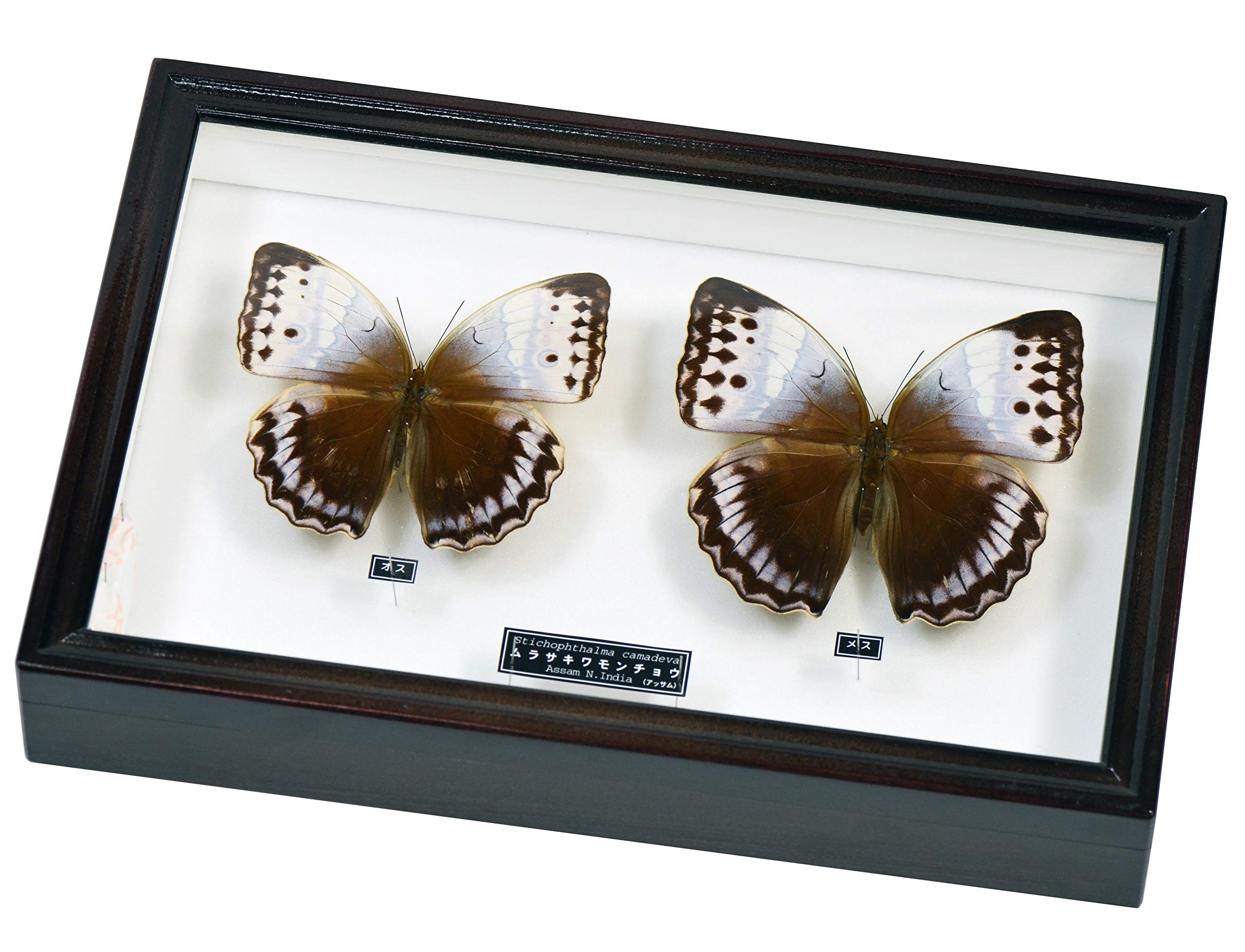 Amazon | インドの大型の蝶 名和昆虫博物館 企画・製作 ムラサキワモン