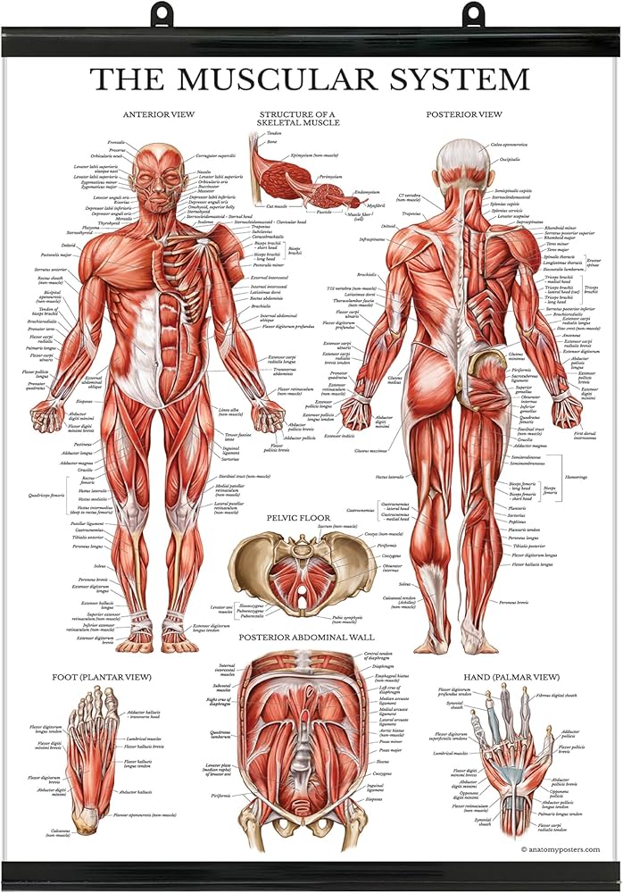 Amazon.com: Palace Learning Muscular System Anatomical Poster