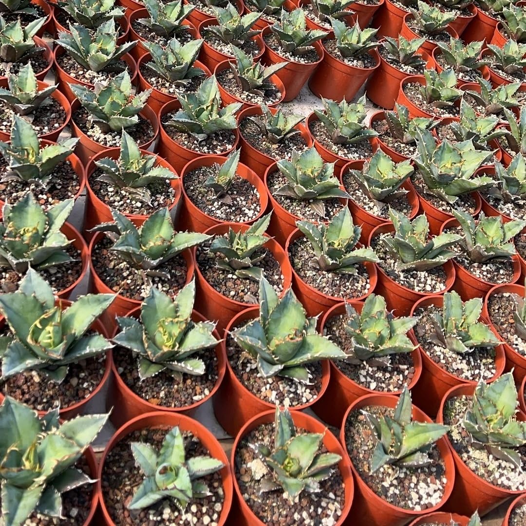 台湾株アガベ チタノタ 白鯨 スパチタ レア 強棘 特選 OC株 特選