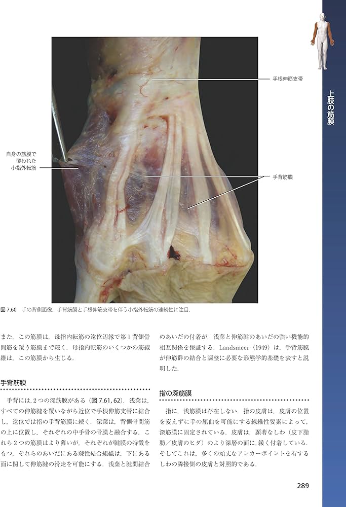筋膜系の機能解剖アトラス | Carla Stecco, 竹井 仁 |本 | 通販 | Amazon