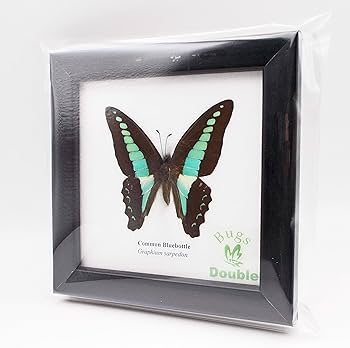 81XAcxUD0qL._AC_UF350,