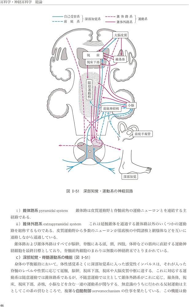 新耳鼻咽喉科学 | 野村 恭也, 加我 君孝, 切替 一郎 |本 | 通販 | Amazon