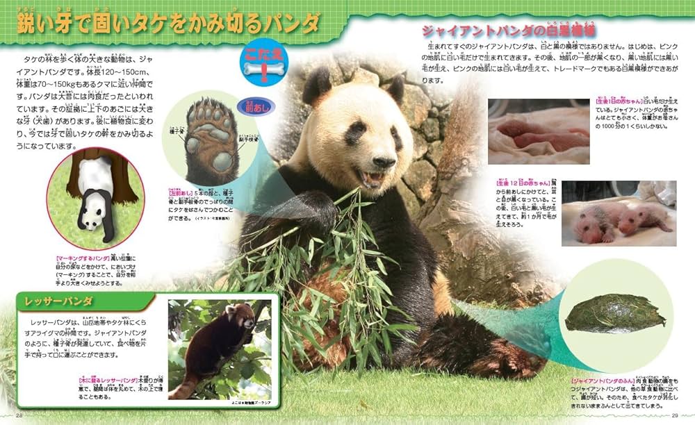 このホネなあに？ 3D動物ふしぎ図鑑 | 富田 京一 |本 | 通販 | Amazon