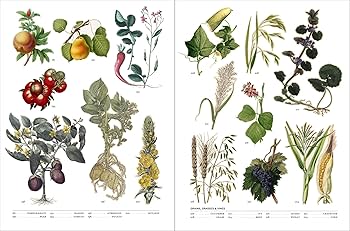Flora: The Secret Language of Plants in Art: Werness, Hope