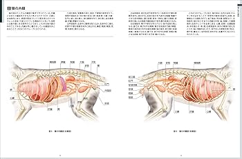 Amazon.co.jp: 最新 くわしい猫の病気大図典: 豊富な写真とイラストで