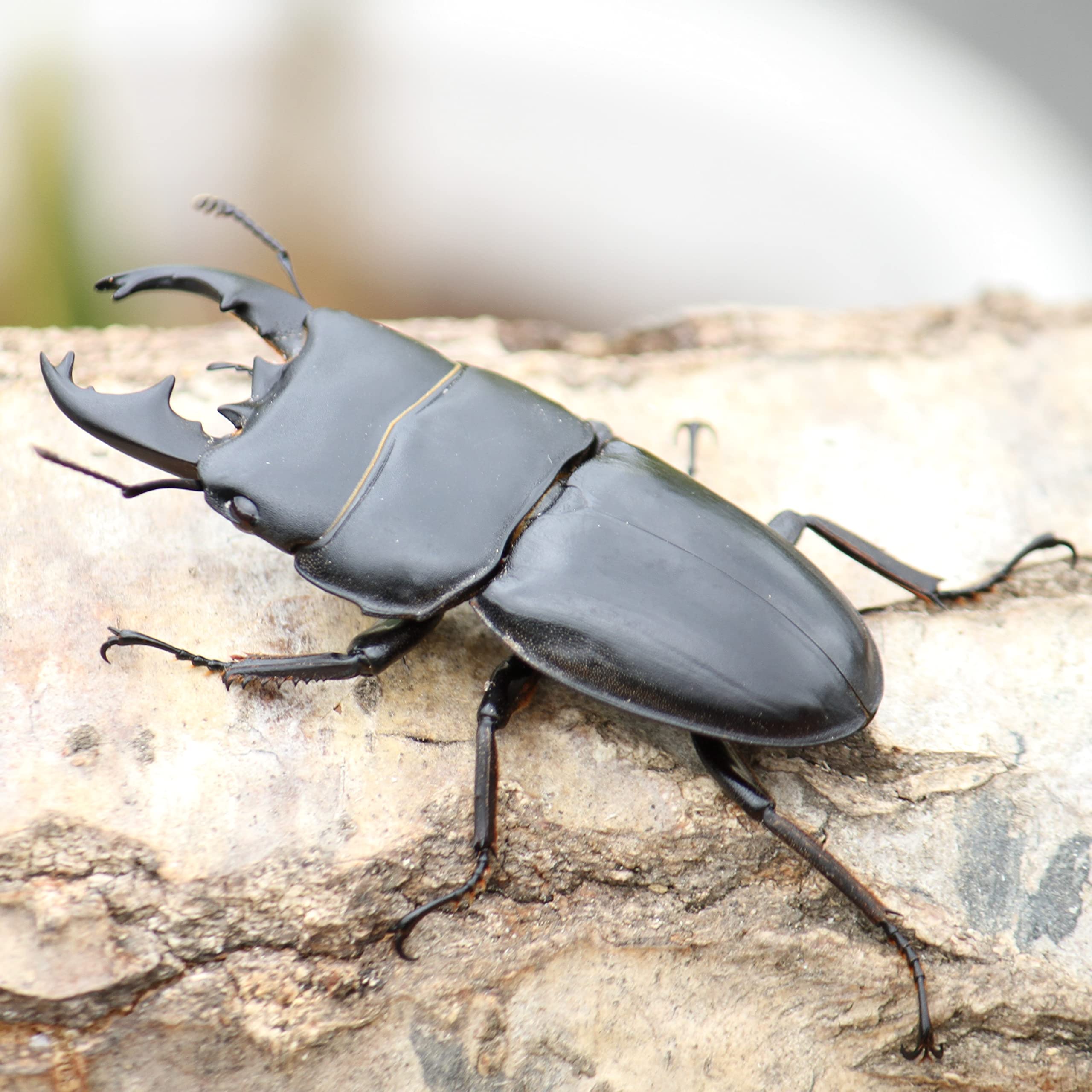 Amazon | 【BIG HORN】アルキデスヒラタクワガタ 成虫ペア オス 60ミリ