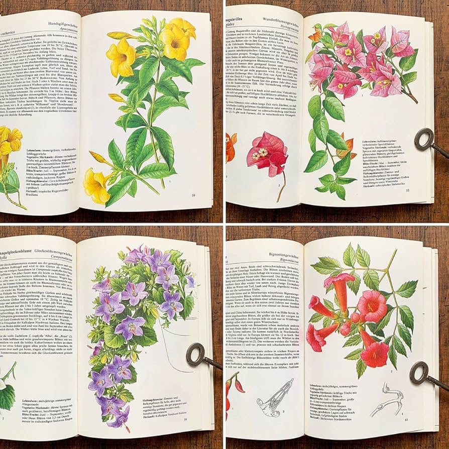 ドイツの植物画集 植物図鑑 ボタニカルアート ドイツの植物画集 植物