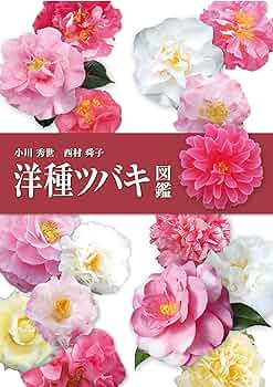 81FcPVknauL._AC_UF350,