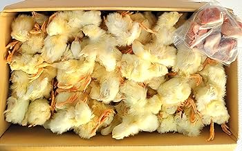 Amazon.co.jp: フクロウ・タカ・ハヤブサ等の餌 冷凍ヒヨコ6Kg約150羽