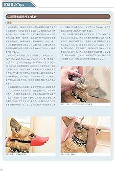 81I75SyW-cL._AC_UF350,