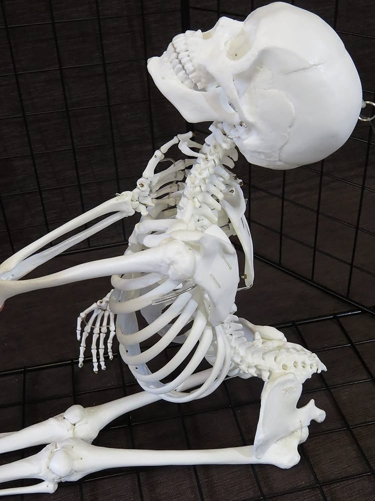 81JzjE9QsRL._AC_UF1000,