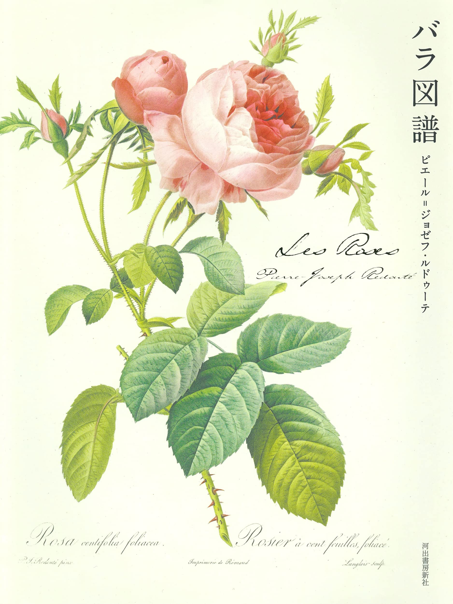 Les Roses バラ図譜 | ピエール=ジョゼフ・ルドゥーテ |本 | 通販 | Amazon
