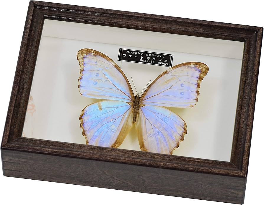 Amazon | 美しい蝶の標本 名和昆虫博物館企画・製作 ゴダートモルフォ