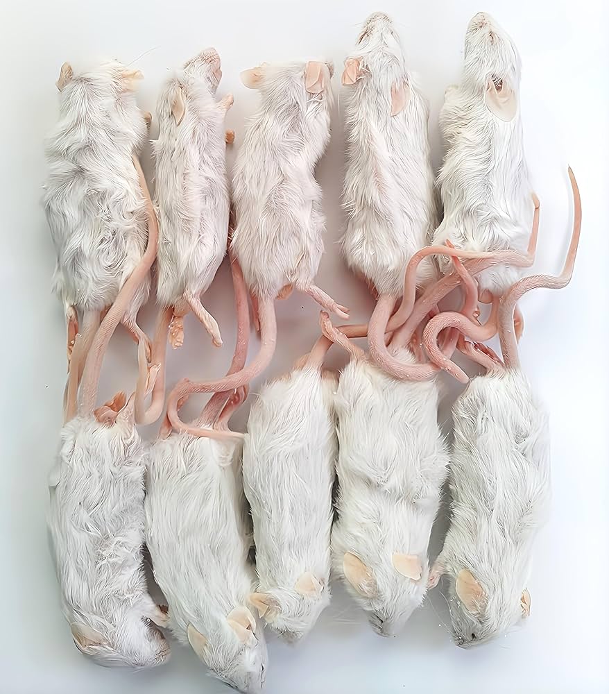 Amazon | 国産 冷凍マウス アダルト10匹 | しあわせをよぶふくろうの城