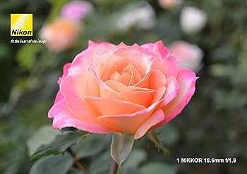 Amazon.co.jp: Nikon 単焦点レンズ 1 NIKKOR 18.5mm f/1.8 ブラック