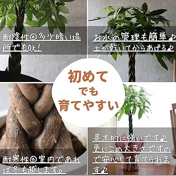 Amazon｜L-park パキラ 8号 ねじりパキラ 観葉植物 プレゼント 開業