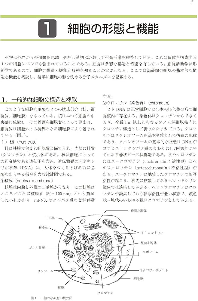 実践細胞診テキスト 改訂版 ―初心者からエキスパートまで | 南雲