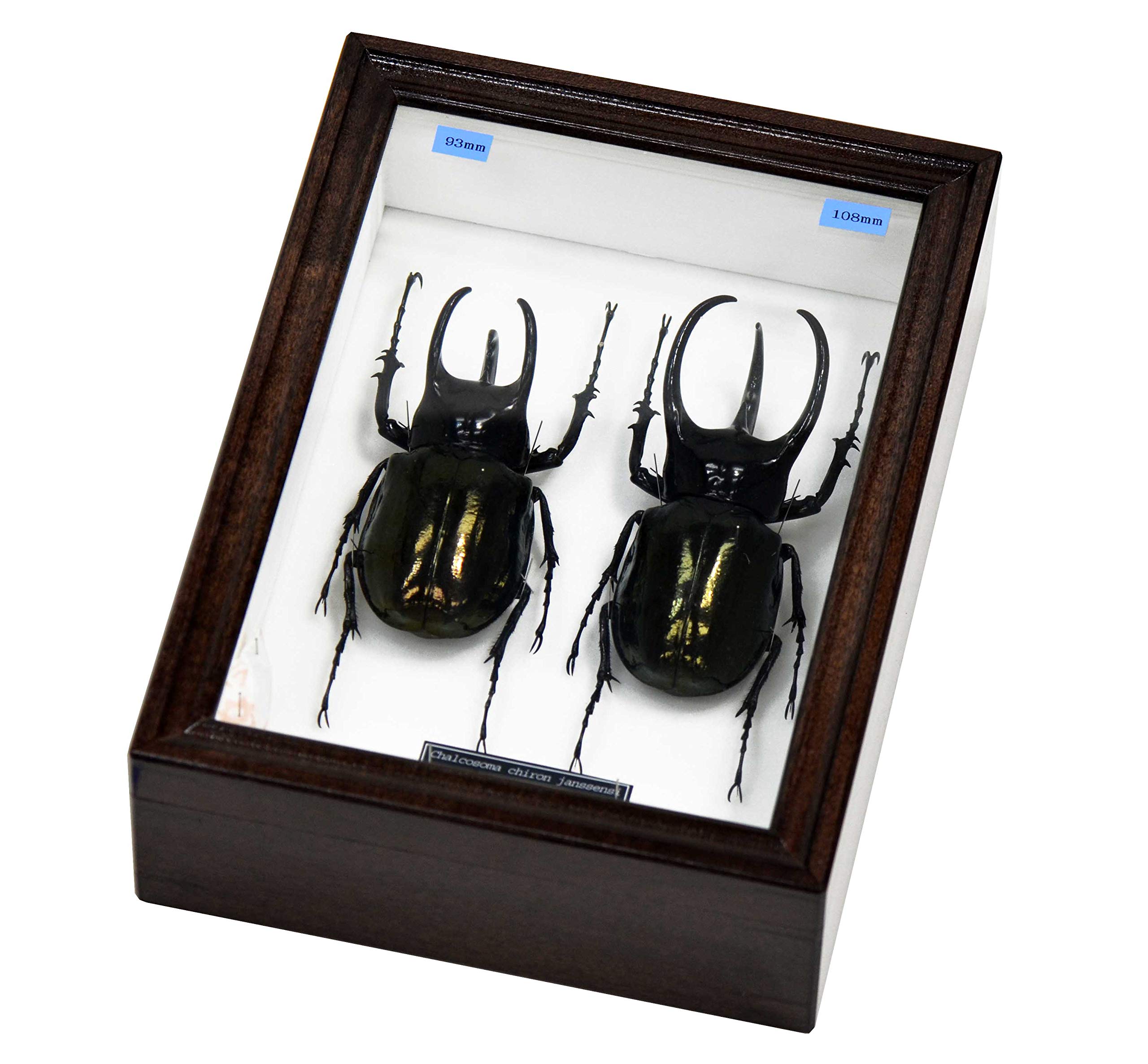 Amazon | アジア最大最強のカブトムシ 名和昆虫博物館企画・製作