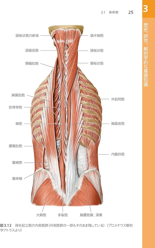 Amazon.com: 筋骨格系のオステオパシー: 9784882829928: unknown