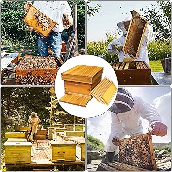 Amazon.co.jp: ミツバチ巣箱セット 養蜂 巣箱 キット 6フレーム