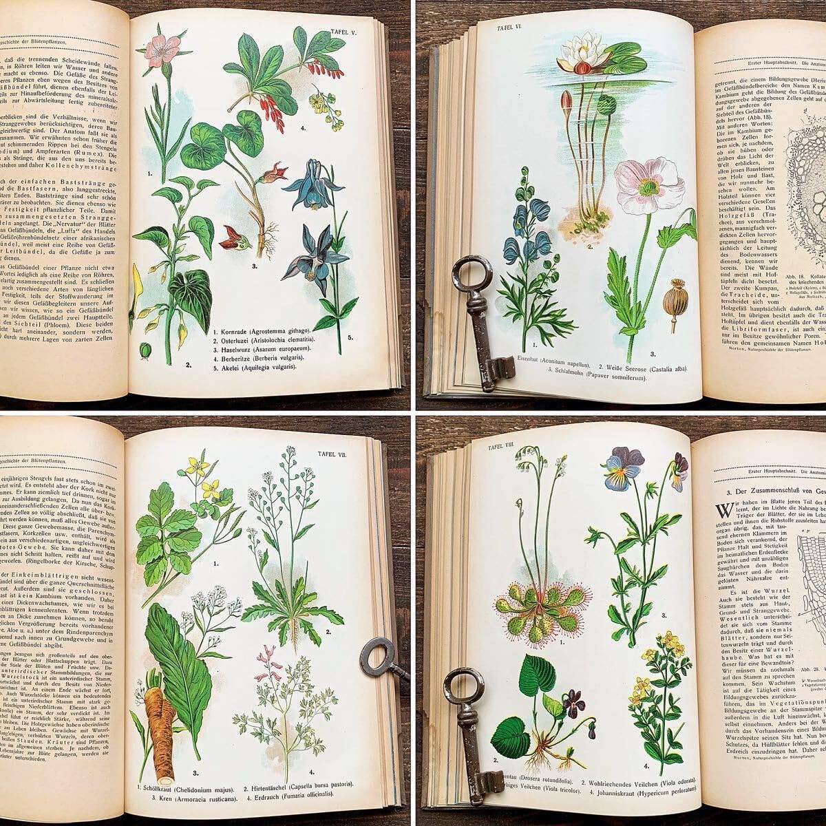 Amazon.co.jp: [難あり]ドイツの古い植物図鑑(DIE BLUTENPFLANZEN 1921