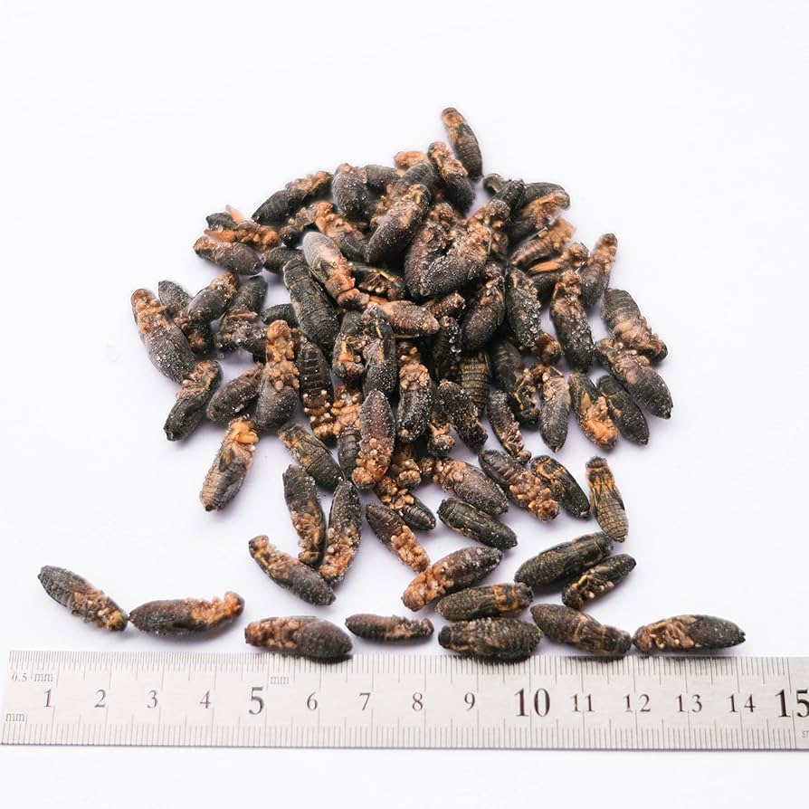 Amazon | GokiBank 冷凍コオロギ 50g 爬虫類・両生類・肉食魚用 冷凍餌