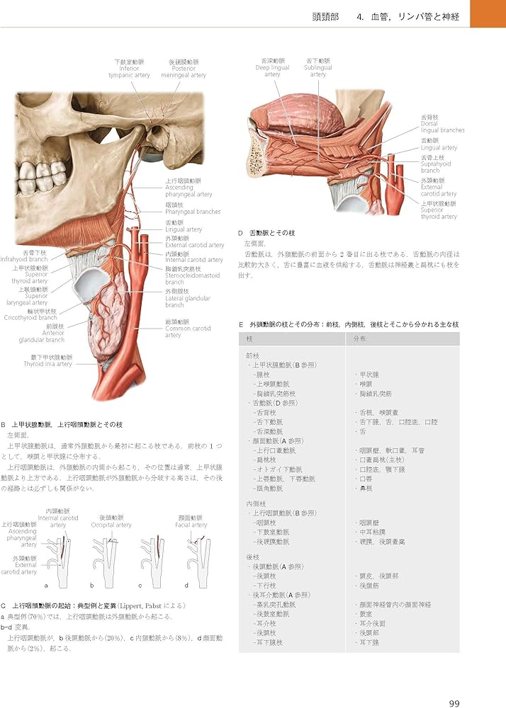 プロメテウス解剖学アトラス 頭頸部/神経解剖 第3版 | 坂井 建雄 |本