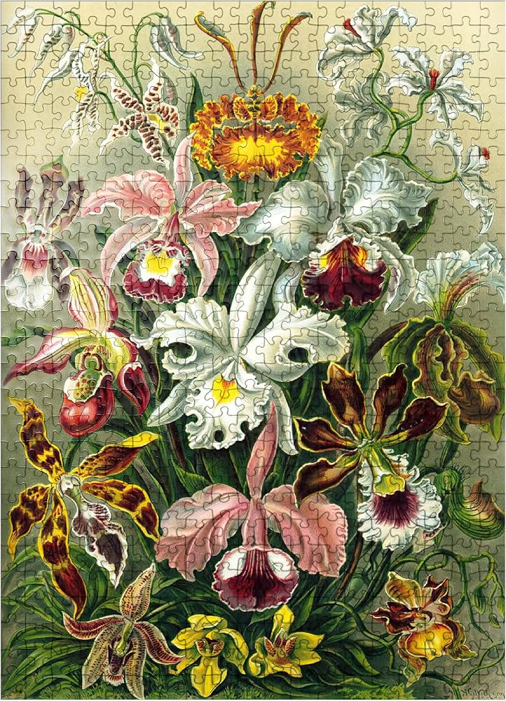 Amazon.com: MyPuzzle Orchid - Nature Art Forms, Vintage Art Poster