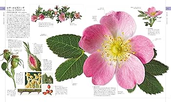 Amazon.co.jp: 地球博物学大図鑑 新訂版 : スミソニアン協会