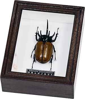 Amazon | 五本角が格好いいカブトムシ 名和昆虫博物館 企画・製作