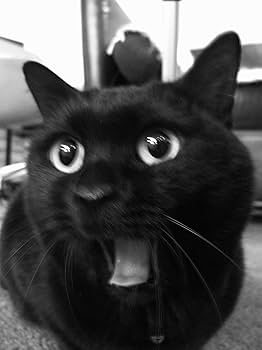 91NWlO6-yML._AC_UF350,