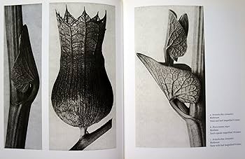 Karl Blossfeldt 写真 | カール・ブロスフェルト |本 | 通販 | Amazon