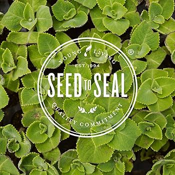 Amazon | ロールオン ディープリリーフ Deep Relief 10ml | Young