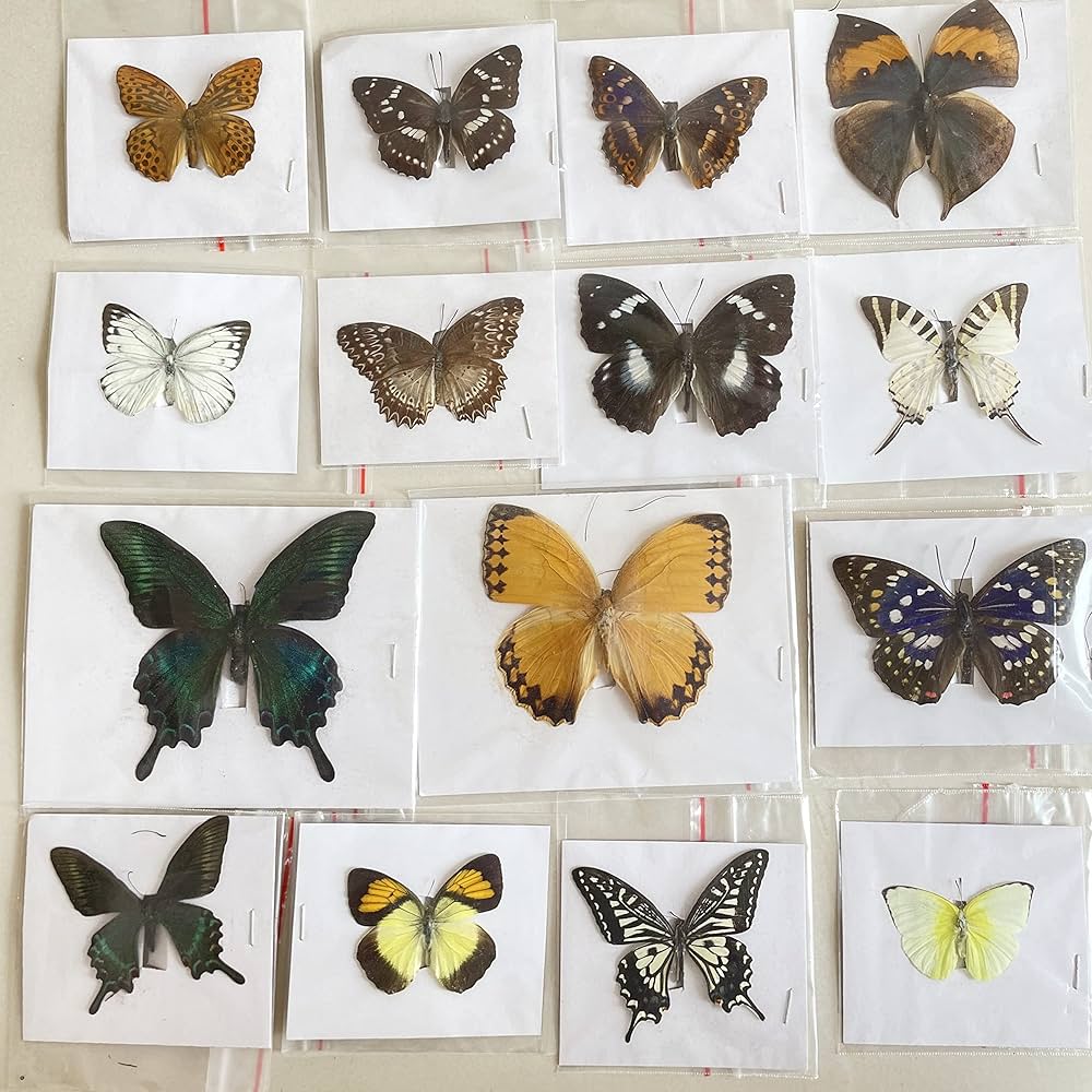 Amazon.co.jp: フレーム入り 死の頭 蛾標本 - 昆虫昆虫学ディスプレイ