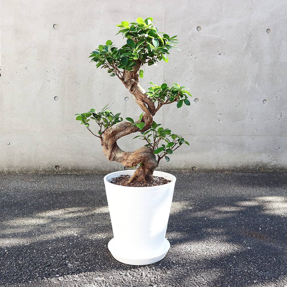 Amazon.co.jp: ガジュマル 曲がり仕立て 8号鉢【品種で選べる観葉植物
