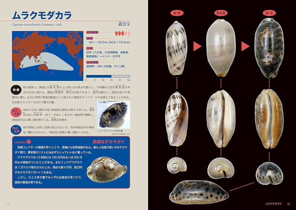Amazon.co.jp: タカラガイ・ブック(改訂版)ー日本のタカラガイ図鑑ー
