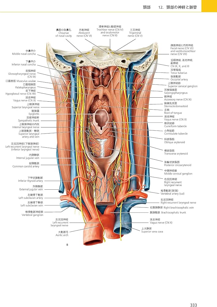 プロメテウス解剖学アトラス 口腔・頭頸部 第2版 | 坂井建雄, 天野修