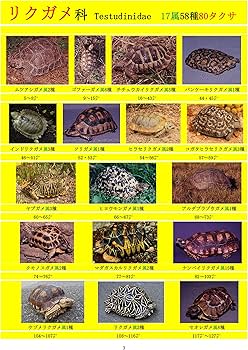 世界のカメ 潜頸亜目 I リクガメ科 | 加藤進, 加藤進 |本 | 通販 | Amazon