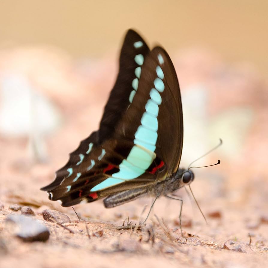 91GBF7LSjWL._AC_UF894,