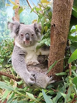Amazon.co.jp: すごいコアラ！ 飼育頭数日本一の平川動物公園が教えて