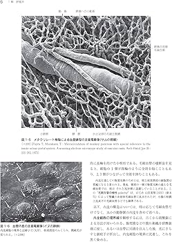 標準組織学 各論 第5版 | 藤田 尚男 |本 | 通販 | Amazon